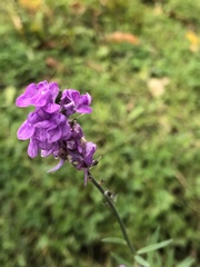 Linaria purpurea