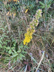 Solidago roanensis