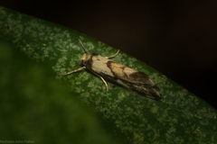 Coesyra hemiphragma