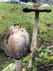 Coprinus comatus