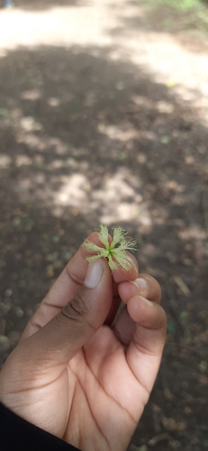 Forest Siris (Albizia procera)