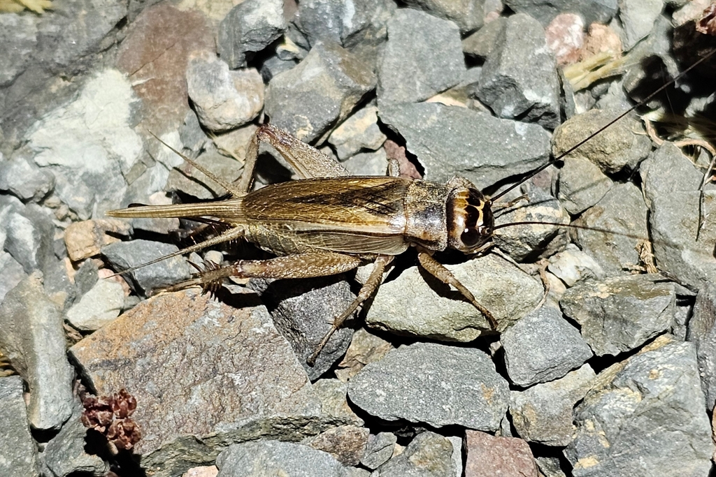 Acheta hispanicus