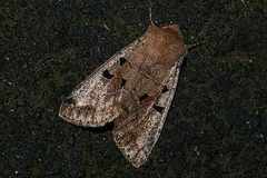 Orthosia gothica