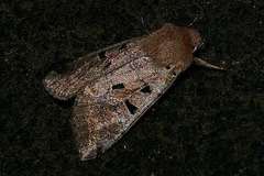 Orthosia gothica