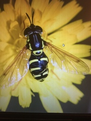 Chrysotoxum festivum