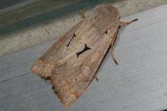 Orthosia carnipennis