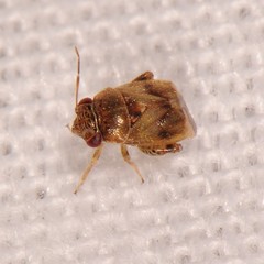 Coridromius chenopoderis