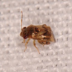 Coridromius chenopoderis