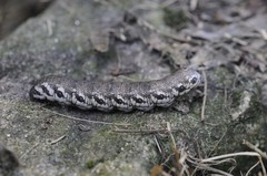 Proserpinus proserpina