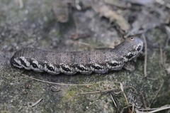 Proserpinus proserpina