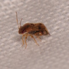 Coridromius chenopoderis