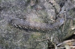 Proserpinus proserpina