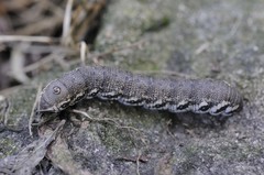 Proserpinus proserpina