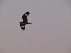 Chordeiles nacunda