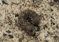 Proserpinus proserpina