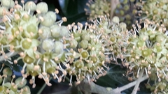 Hedera helix