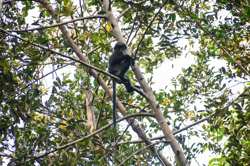 East Sumatran Banded Langur (Presbytis percura)