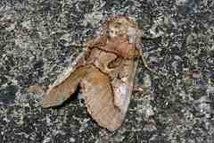 Protomiselia bilinea