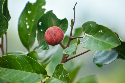 Sandoricum beccarianum