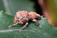 Anomalodermus flexuosocostatus