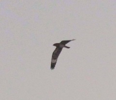 Chordeiles nacunda