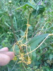 Cuscuta