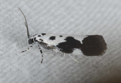 Ethmia quadrillella