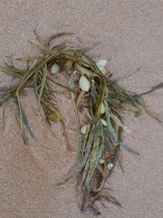 Phyllospora