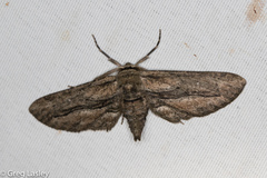 Holochroa dissociarius