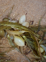 Phyllospora