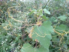 Cuscuta