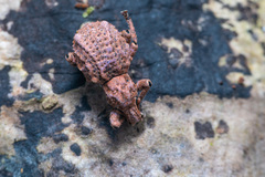 Anomalodermus flexuosocostatus