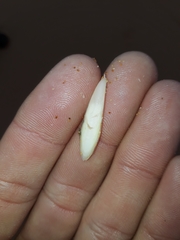 Sepia limata