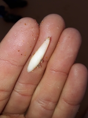 Sepia limata