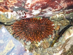 Heliocidaris tuberculata