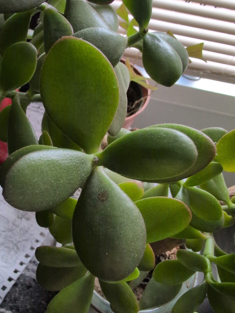 Jade plant growing as small tree