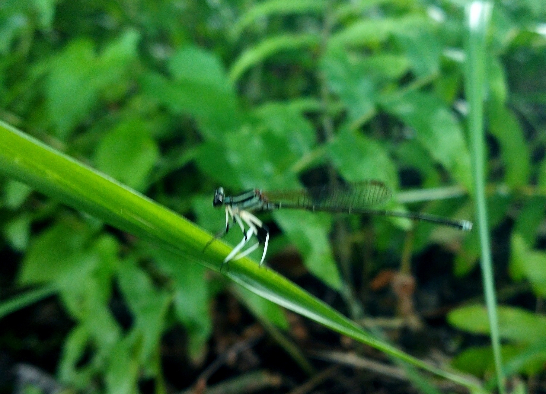 Black-Kneed Featherleg