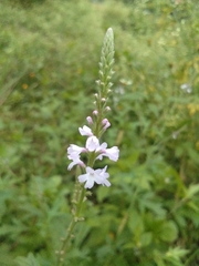 Verbena officinalis