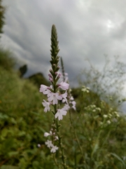 Verbena officinalis