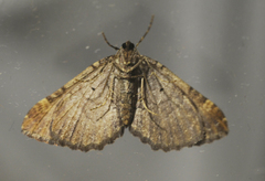 Earophila badiata