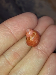 Phasianella ventricosa