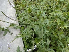 Verbena officinalis