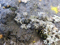 Phaeophyscia kairamoi