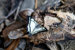 Polyura narcaea meghaduta