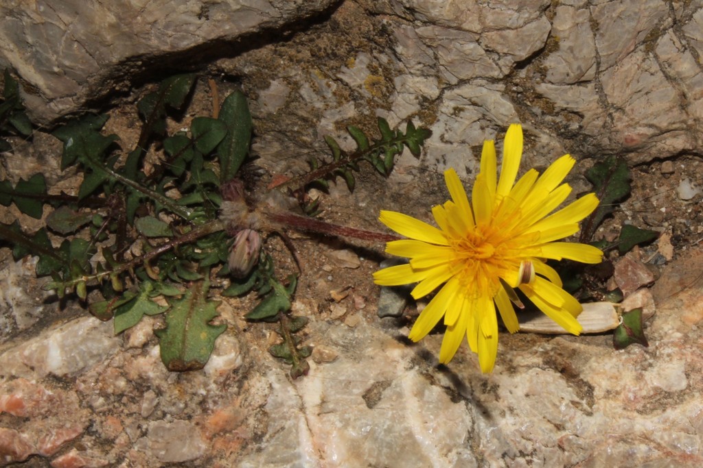Taraxacum minimum