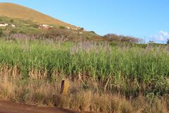Saccharum officinarum, photograph (c) Bruno - Yolande Zanette, some rights reserved (CC BY)