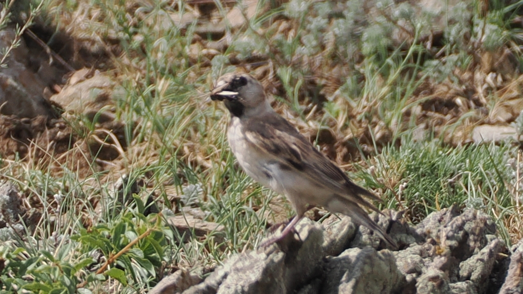 Pere David's Snowfinch