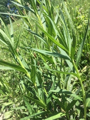 Veronicastrum virginicum
