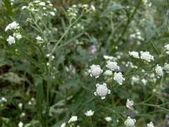 Parthenium hysterophorus