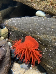 Anemonia alicemartinae